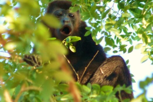 AMAZING WHITE WATER COASTAL BEACH, SURF VIEW GOLD COAST / BEST BUY COSTA RICA
