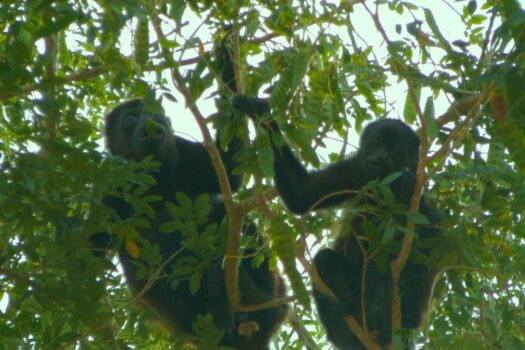 AMAZING WHITE WATER COASTAL BEACH, SURF VIEW GOLD COAST / BEST BUY COSTA RICA