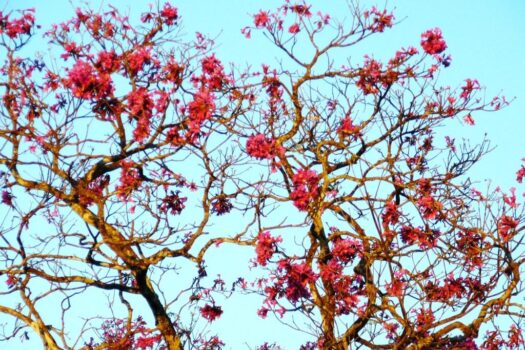 AMAZING WHITE WATER COASTAL BEACH, SURF VIEW GOLD COAST / BEST BUY COSTA RICA