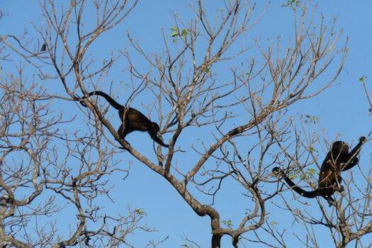 AMAZING WHITE WATER COASTAL BEACH, SURF VIEW GOLD COAST / BEST BUY COSTA RICA