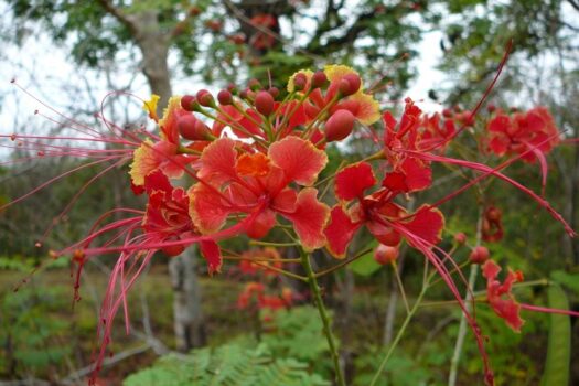 AMAZING WHITE WATER COASTAL BEACH, SURF VIEW GOLD COAST / BEST BUY COSTA RICA