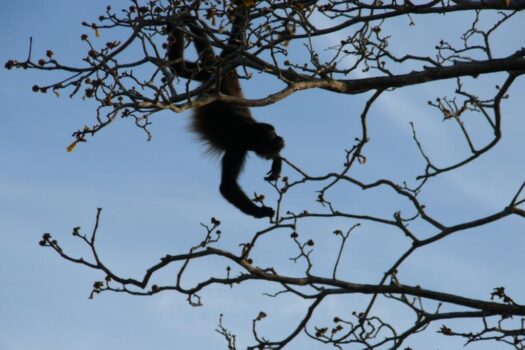 AMAZING WHITE WATER COASTAL BEACH, SURF VIEW GOLD COAST / BEST BUY COSTA RICA