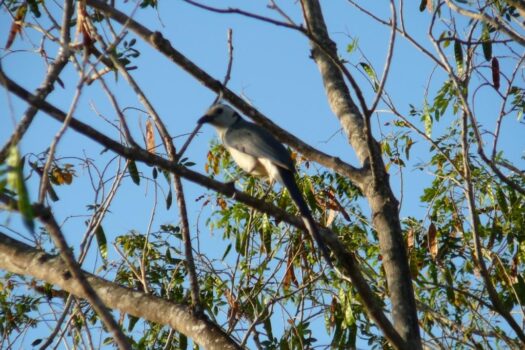 AMAZING WHITE WATER COASTAL BEACH, SURF VIEW GOLD COAST / BEST BUY COSTA RICA
