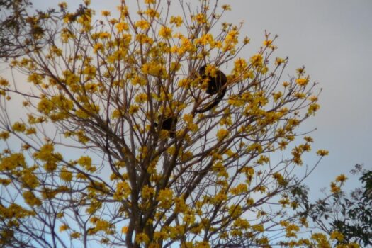 AMAZING WHITE WATER COASTAL BEACH, SURF VIEW GOLD COAST / BEST BUY COSTA RICA