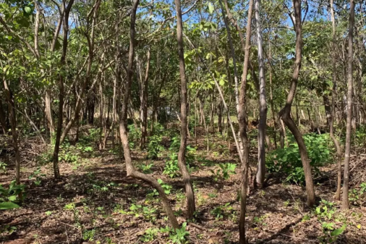 LAND OF 2500M2 FOR SALE: BUILD YOUR HOME IN THE PARADISE OF PLAYA AVELLANAS, GUANACASTE