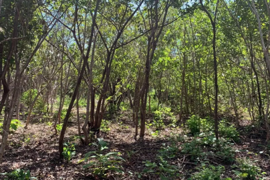 LAND OF 2500M2 FOR SALE: BUILD YOUR HOME IN THE PARADISE OF PLAYA AVELLANAS, GUANACASTE
