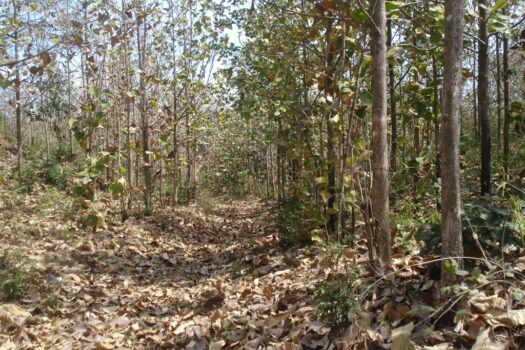 ICONIC GUANACASTE LAND – GREAT INVESTMENT OPPORTUNITY