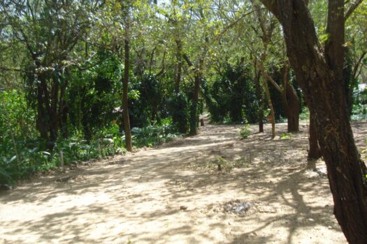 ICONIC GUANACASTE LAND – GREAT INVESTMENT OPPORTUNITY