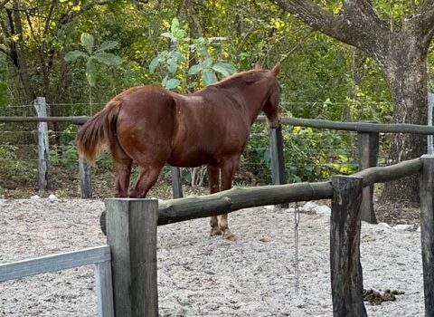 BLUE ZONE HOME – FANTASTIC COUNTRYSIDE PROPERTY – PRIVACY, NATURE, WILDLIFE AND MUCH MORE