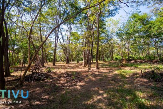 Natural Oasis 1.25 Acres Land ready to build walking distance to the beach