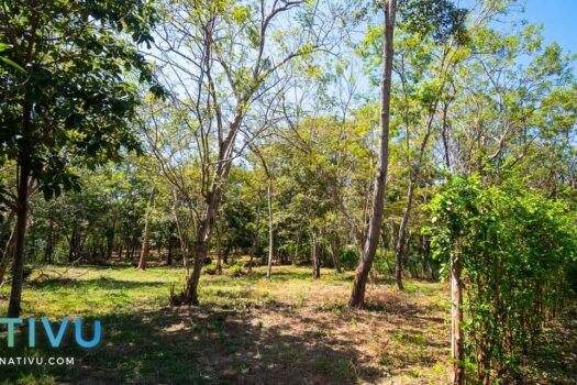 Natural Oasis 1.25 Acres Land ready to build walking distance to the beach