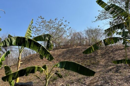 BLUE ZONE MARBELLA MAGIC – FORESTS – WILDLIFE – SURF – PRIVACY PLUS LOTS MORE!!