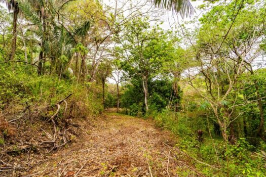 Samara Woods Lot 2A – 1.44 acre Jungle Lot in Gated Community