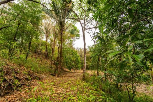 Samara Woods Lot 2A – 1.44 acre Jungle Lot in Gated Community