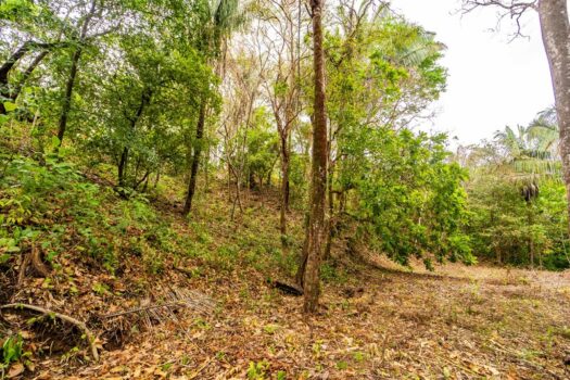 Samara Woods Lot 2A – 1.44 acre Jungle Lot in Gated Community