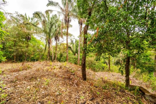 Samara Woods Lot 2A – 1.44 acre Jungle Lot in Gated Community