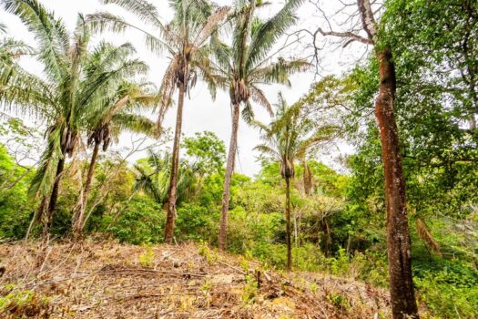 Samara Woods Lot 2A – 1.44 acre Jungle Lot in Gated Community