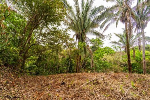 Samara Woods Lot 2A – 1.44 acre Jungle Lot in Gated Community