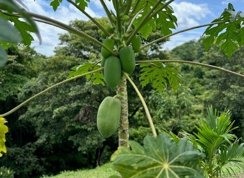 Tropical Paradise Home in Marbella, Guanacaste – 2 Bed | 2 Bath + Studio Cabin | Pool | Fruit Trees | Near Beach & Adventure