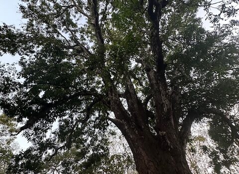 Build-Ready Lot Near Playa Avellanas – Gated Community