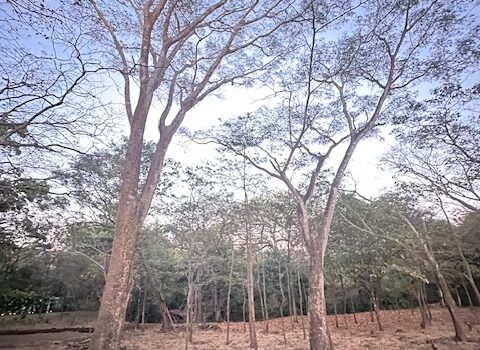 Build-Ready Lot Near Playa Avellanas – Gated Community