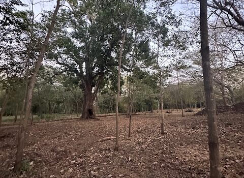 Build-Ready Lot Near Playa Avellanas – Gated Community