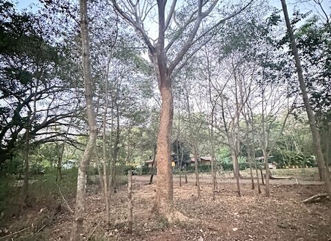 Build-Ready Lot Near Playa Avellanas – Gated Community