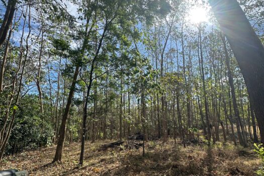 Welcome to Playa Avellanas – One of the Best Lots Available