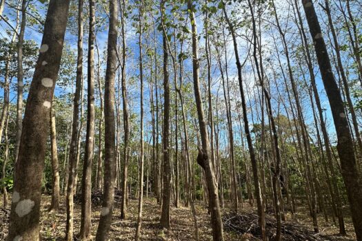 Welcome to Playa Avellanas – One of the Best Lots Available