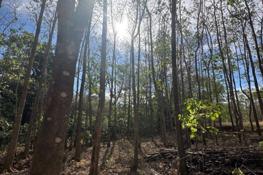 Welcome to Playa Avellanas – One of the Best Lots Available