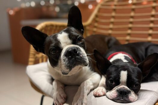 Cha Cafe, Tamarindo Costa Rica